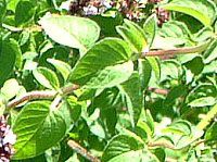 �I���K�m(Oregano)