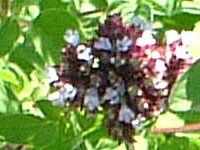 �I���K�m(Oregano)
