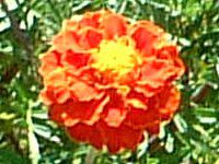 �w���N���T��-�e�C�I�E�J�C�U�C�N�iHelichrysum�j