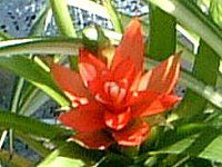 �O�Y�}�j�A�E�}�O�j�t�B�J(Guzmania magnifica)