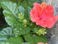 �n�C�r�X�J�X(Hibiscus)