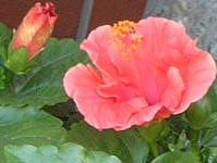 �n�C�r�X�J�X(Hibiscus)