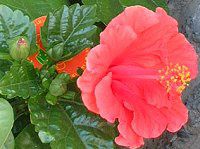 �n�C�r�X�J�X(Hibiscus)