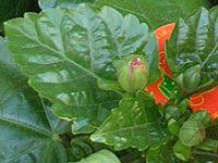 �n�C�r�X�J�X(Hibiscus)