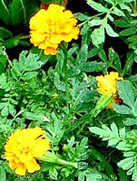 �}���[�S�[���h(Marigold)