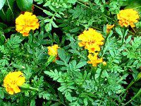 �}���[�S�[���h(Marigold)