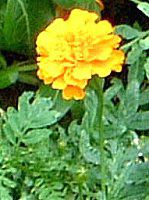 �}���[�S�[���h(Marigold)