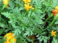 �}���[�S�[���h(Marigold)