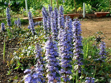 �A�W���K(Ajuga)