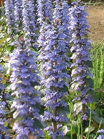 �A�W���K(Ajuga)