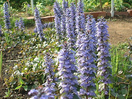 �A�W���K(Ajuga)