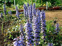 �A�W���K(Ajuga)