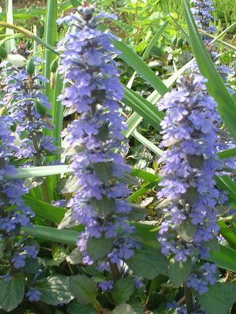 �A�W���K(Ajuga)