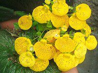 �J���Z�I�����A�iCalceolaria�j