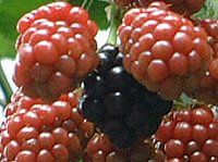 �u���b�N�x���[(Black berry) 
