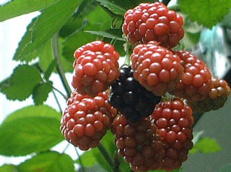 �Z�C���E���u�C�`�S�i���m�M䕁j