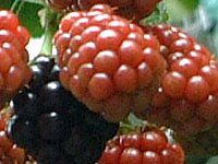 �u���b�N�x���[(Black berry)
