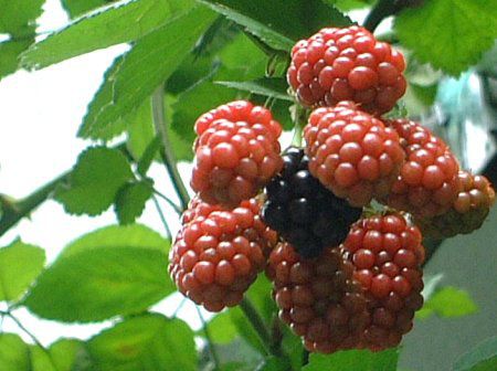 �u���b�N�x���[(Black berry)