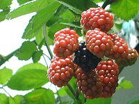 �u���b�N�x���[(Black berry)