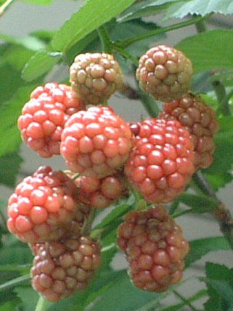�u���b�N�x���[(Black berry)