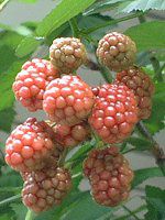 �u���b�N�x���[(Black berry)