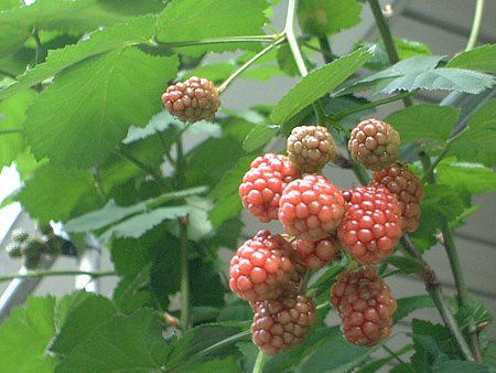 �u���b�N�x���[(Black berry)
