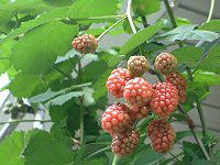 �u���b�N�x���[(Black berry)