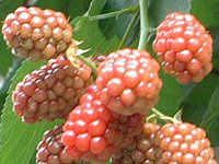 �u���b�N�x���[(Black berry)