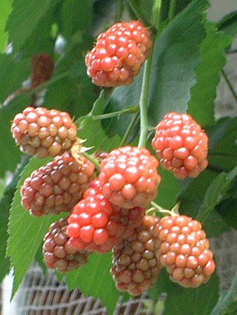 �u���b�N�x���[(Black berry)