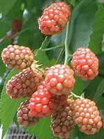�u���b�N�x���[(Black berry)