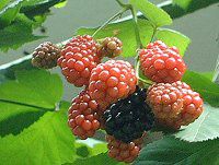 �u���b�N�x���[(Black berry)