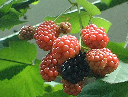 �u���b�N�x���[(Black berry)