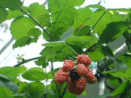 �u���b�N�x���[(Black berry)