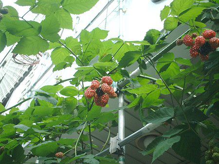 �u���b�N�x���[(Black berry)