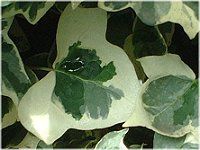 �A�C�r�[(Ivy)