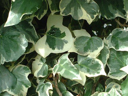 �A�C�r�[(Ivy)