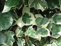 �A�C�r�[(Ivy)