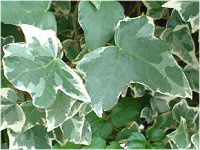 �A�C�r�[(Ivy)