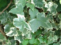 �A�C�r�[(Ivy)