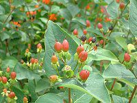 �q�y���J��(Hypericum)