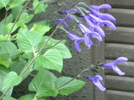 ���h�E�Z�[�W�iMeadow Sage�j