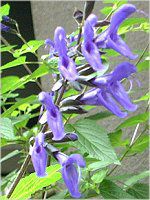 ���h�E�Z�[�W�iMeadow Sage�j