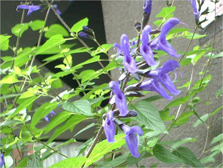 ���h�E�Z�[�W�iMeadow Sage�j