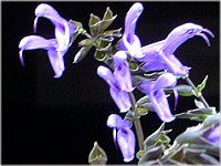 ���h�E�Z�[�W�iMeadow Sage�j