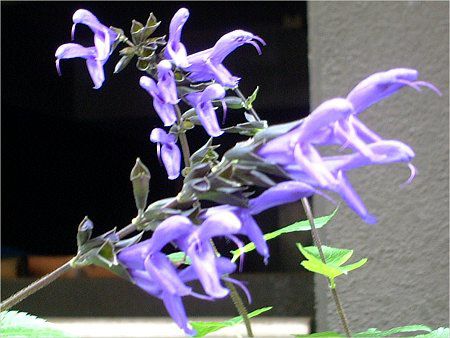 ���h�E�Z�[�W�iMeadow Sage�j