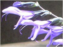 ���h�E�Z�[�W�iMeadow Sage�j