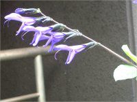���h�E�Z�[�W�iMeadow Sage�j