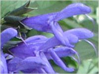 ���h�E�Z�[�W�iMeadow Sage�j