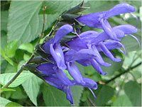 ���h�E�Z�[�W�iMeadow Sage�j
