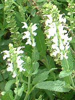 �z���C�g�y�p�[�~���g(White peppermint)